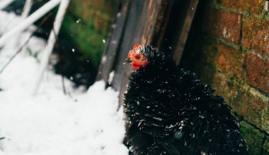 Cold Weather Chicken Breeds