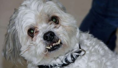 Dewormers for Dogs