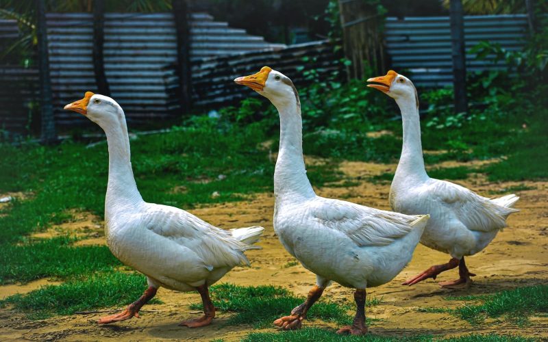 What's the Difference Between a Goose and a Duck?
