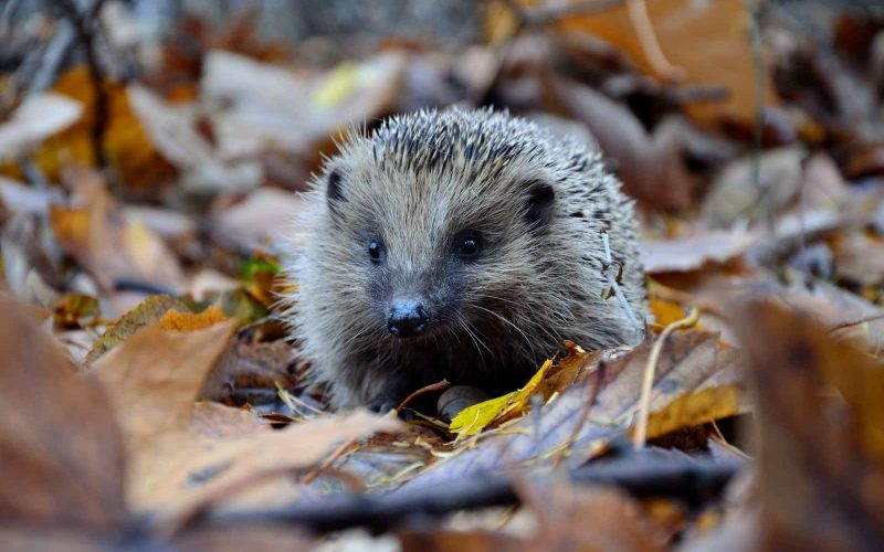 Different Types of Hedgehogs