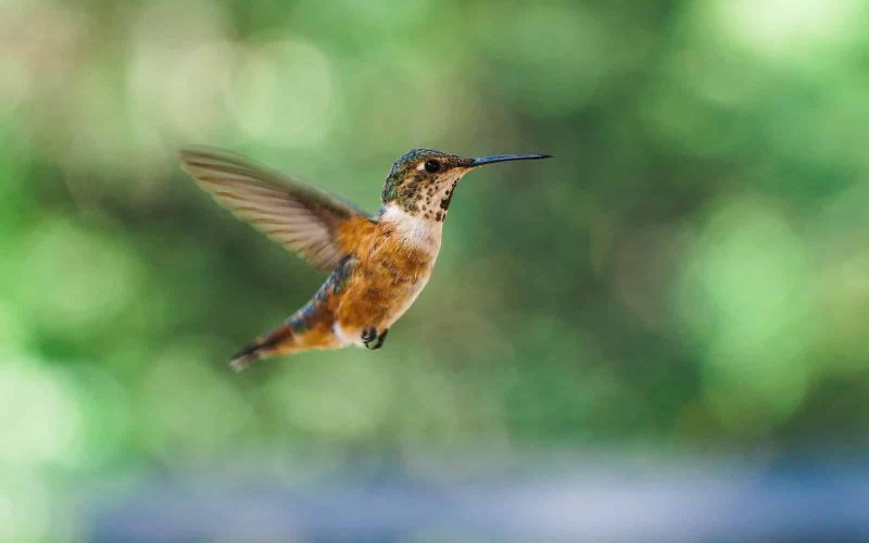 21 Different Types of Hummingbirds