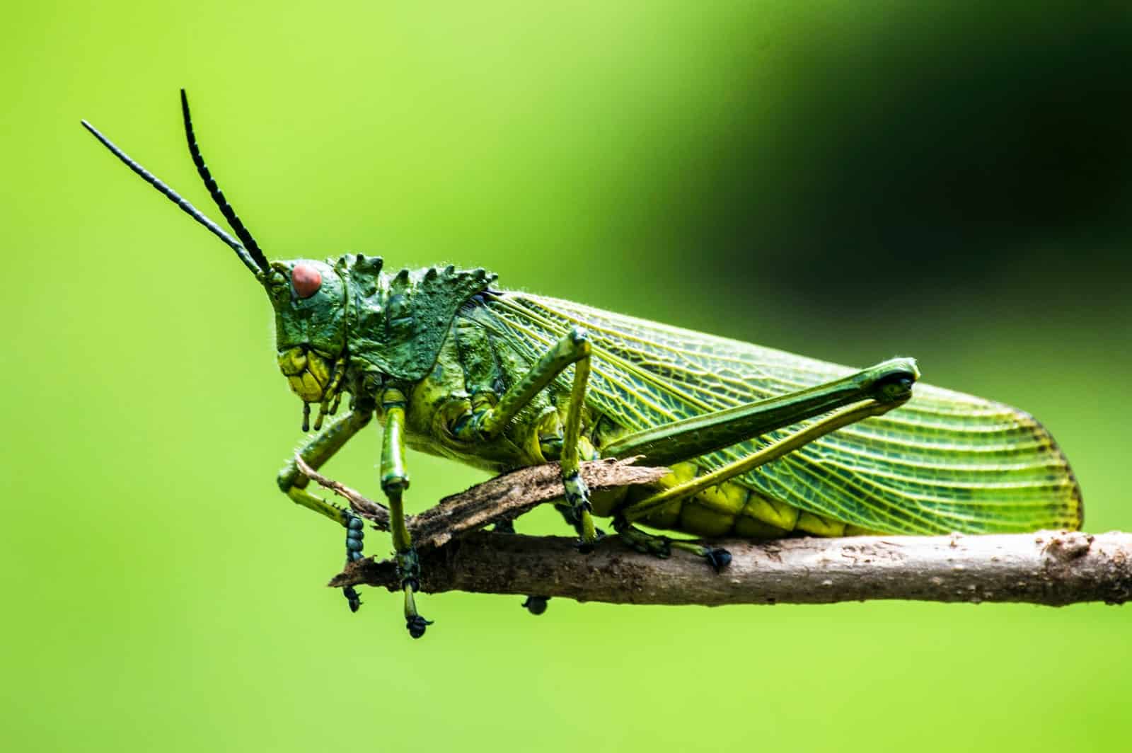 What Are Three Kinds Of Insects