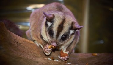 Different Types of Sugar Gliders