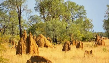 Different Types of Termites