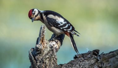 Different Types of Woodpeckers in Arizona