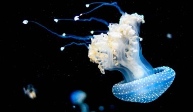 How Much Does a Jellyfish Cost