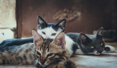 hypoallergenic cat breeds