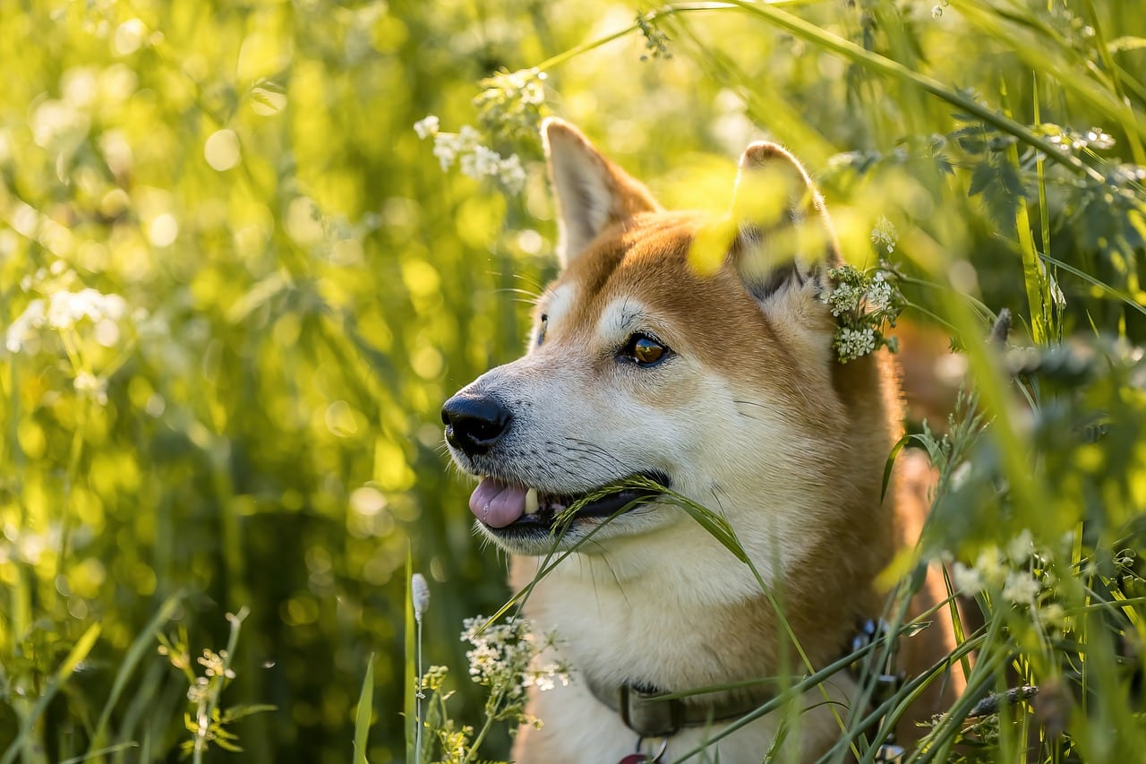 12-popular-japanese-dog-breeds-with-pictures