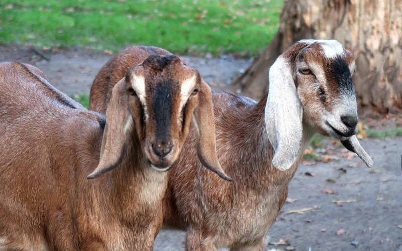 12 Different Types of Large Goat Breeds