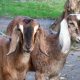 Large Goat Breeds