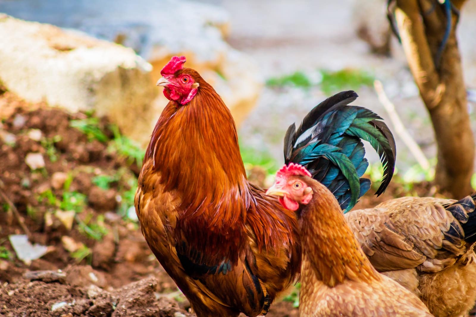 15 Largest Chicken Breeds in the World