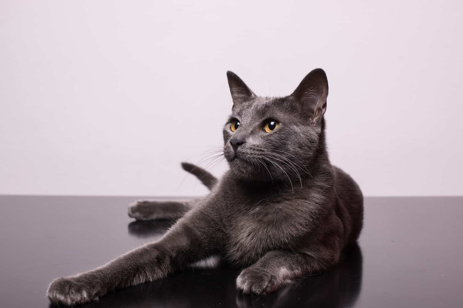 21 Most Expensive Cat Breeds in the World