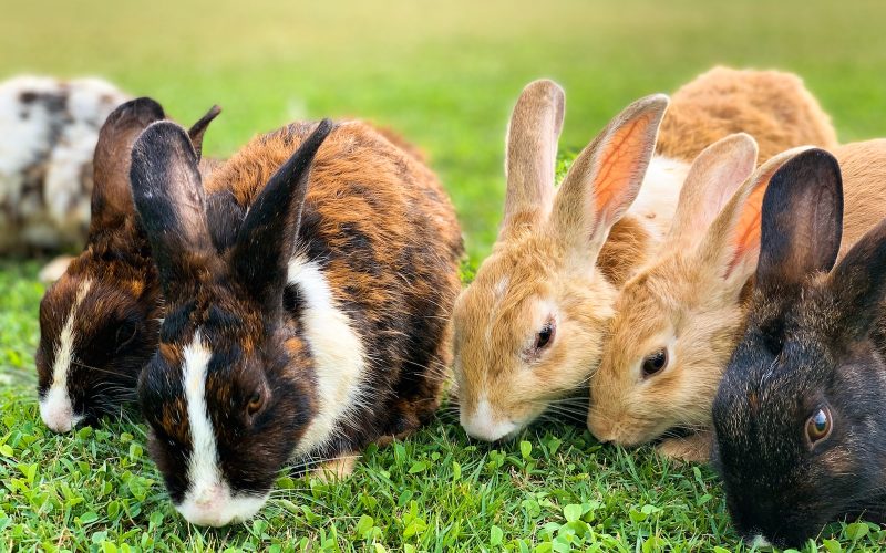 17 Most Popular Rabbit Breeds in the World