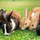 Most Popular Rabbit Breeds