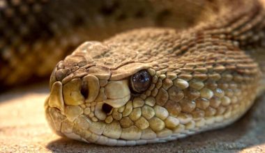 Most Venomous Snakes in the US