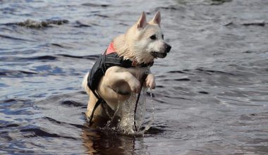 Norwegian Dog Breeds