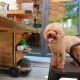 Pea Free Dog Foods