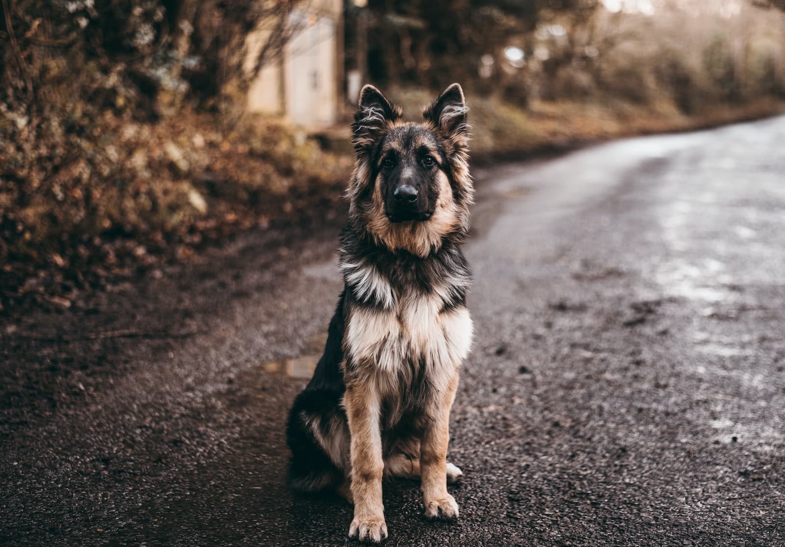 what bread is police dog