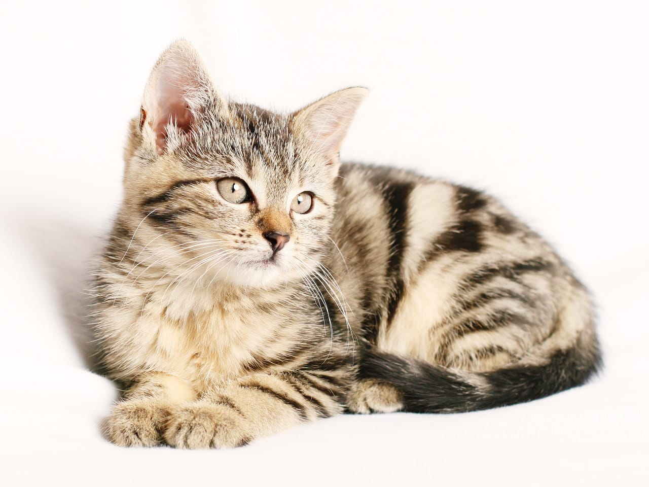 11-popular-striped-cat-breeds