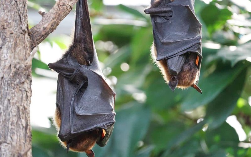 Types of Bats in Australia