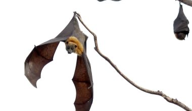 Types of Bats in Texas