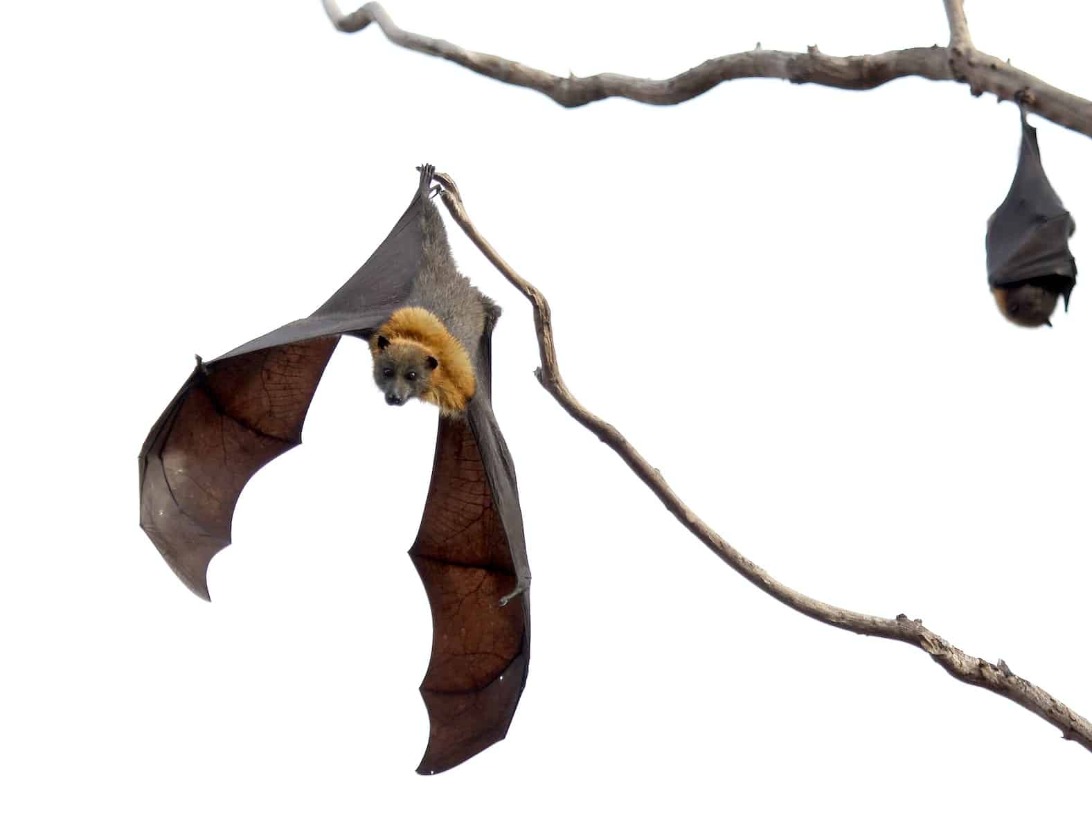 16 Different Types of Bats in Texas