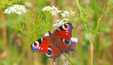 Types Of Insects In Texas