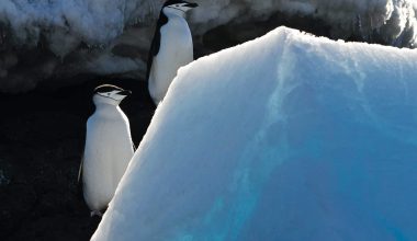 Types of Penguins in Antarctica