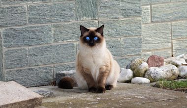 Types of Siamese Cats