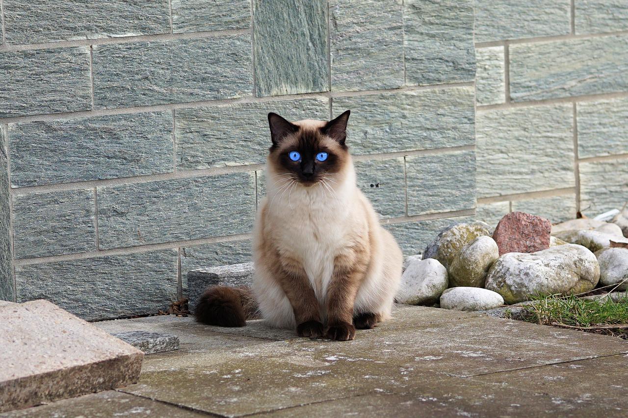 10-different-types-of-siamese-cats