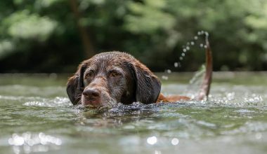 Water Dog Breeds