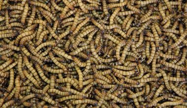 What Animals Eat Mealworms