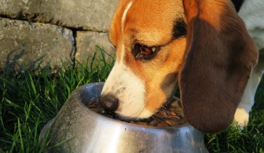 What Dog Food Brands to Avoid