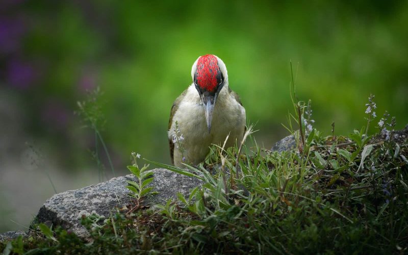 Woodpeckers in Michigan