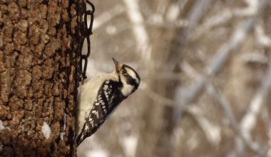 Woodpeckers in Minnesota
