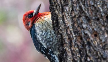 Woodpeckers in Oregon