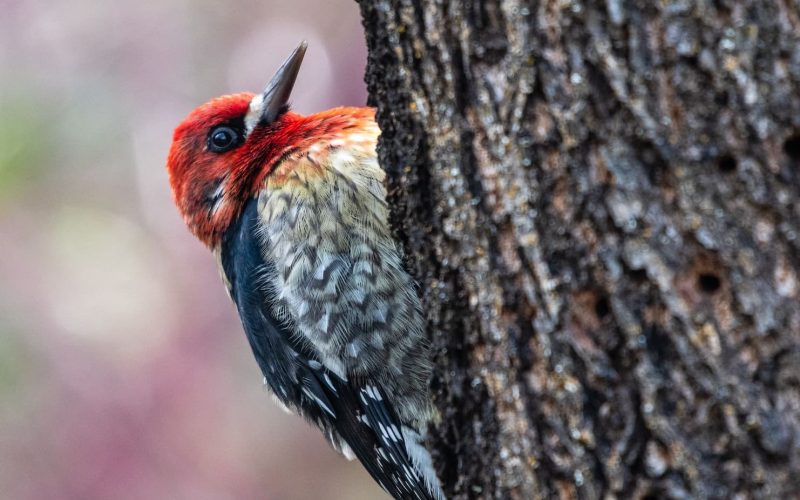 Woodpeckers in Oregon