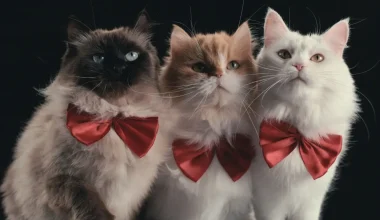Best Cat Documentaries