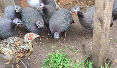 Difference Between Guinea Fowl and Pheasant