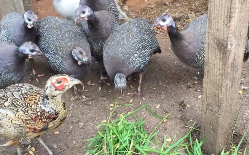 Difference Between Guinea Fowl and Pheasant