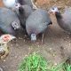 Difference Between Guinea Fowl and Pheasant