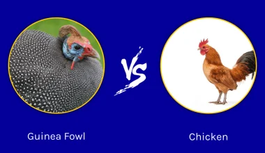 Difference Between Guineafowl and Chicken