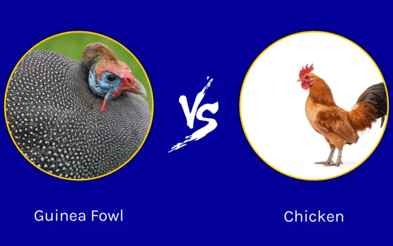Difference Between Guineafowl and Chicken