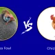 Difference Between Guineafowl and Chicken