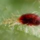 Different Types of Spider Mites