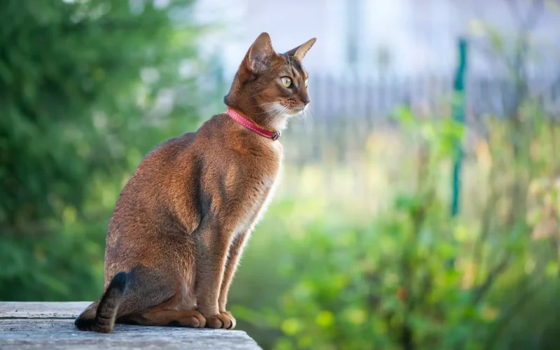 7 Popular Egyptian Cat Breeds