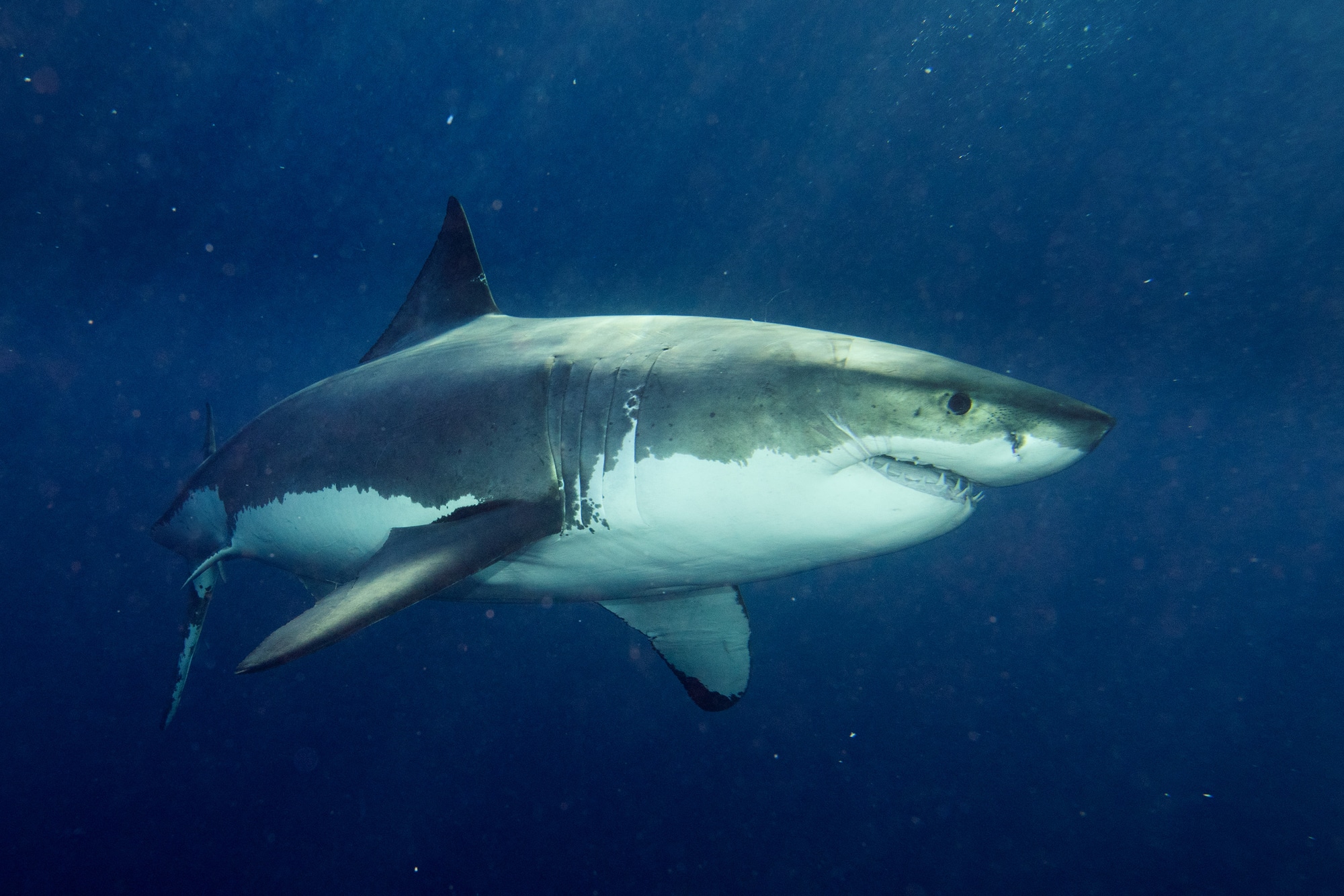 Great White Shark animals that can survive without food