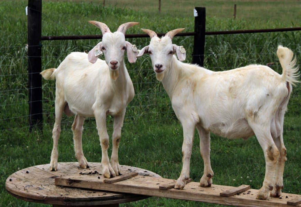 Kiko Goat: Goat Breed Profile and Information