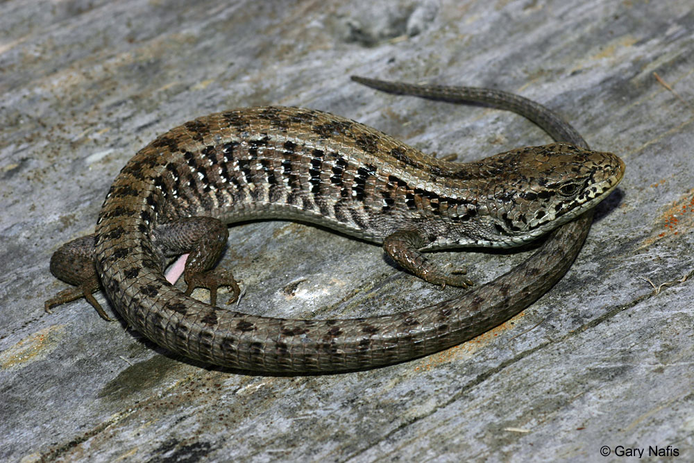 Garden Lizards California Fasci Garden