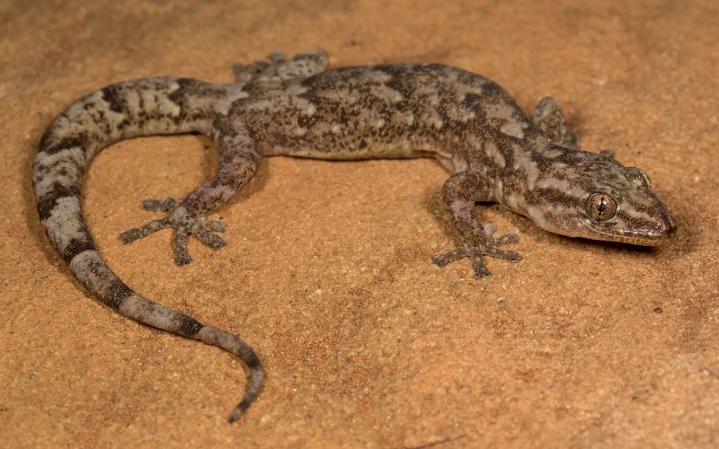 Types of Geckos in South Africa